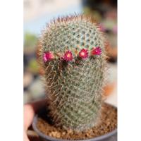 ราคา แมมโคลัมเบีย(Mammillaria columbiana) (4774910942)