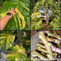 ราคา (1กิ่ง)(ขาย กิ่งพันธุ์) กิ่ง ท่อน พลูด่างยักษ์ใบฉีก Epipremnum aureum พลูด่างยักษ์ ใบฉีก พลูด่าง ต้นพลูด่าง / สวนและบ้าน (12141929071)