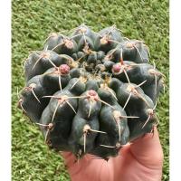 ราคา พร้อมส่งแคคตัสยิมโนบัลเดียนั่ม ไม้เมล็ด ติดตุ่มดอก ลุ้นสีดอก Gymnocalycium baldianum (25311607628)
