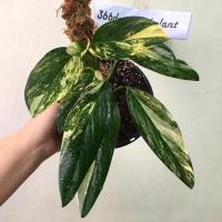 ราคา พลูปีกนก พลูปีกนกด่าง พลูปีกนกด่างเหลือง พูลปีกนก monstera karsteniana 7ใบใหญ่ๆด่างชัดๆ ฟอร์มสวยมาก (7879376596)