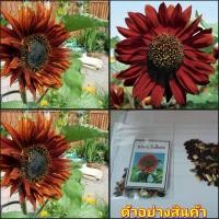 ราคา (20เมล็ด)(vาย เมล็ด ) เมล็ดทานตะวัน สี แดง ทานตะวัน สีแดง happy (16900378506)