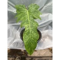 ราคา Philodendron lime Fiddle (Dragon Trial) ฟิโลเดนดรอน ลายเมฆพลูจีบ **ส่งทั้งกระถาง ฟิโลเดนดรอนลายเมฆ: Philodendron minarum (12409136815)