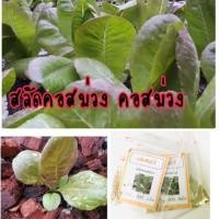 ราคา เมล็ดพันธุ์ คอสม่วง 100 เมล็ด สลัดคอสม่วง Purple Cos Salad ผักสลัด (6318704225)