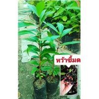 ราคา หว้าขี้มด พันธุ์ผลใหญ่ ผลไม้ป่าหายาก ฟอร์มสวยนิยมปลูกเป็นไม้ขุดล้อม ต้นพันธุ์เเข็งเเรงพร้อมปลูก เสียหายยินดีเคลมฟรี (25108543469)
