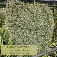ราคา เคราฤาษี หนวดฤาษี มอสสเปน (Spanish Moss) ไม้ฟอกอากาศกรองฝุ่น pm 2.5 เคราแบบชั่งกิโลไม่มีลวด เคราสำหรับขยายพันธุ์ (17595558819)