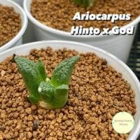 ราคา [ ARIO 2 ] Ariocarpus Hintonii x Godziila ไม้เพาะเมล็ด อริโอคาปัส แคคตัส กระบองเพชร ต้นไม้ อริโอคาร์ปัส ไม้เมล็ด ต้นไม้ (24470699750)