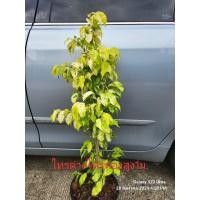 ราคา ต้นไทรด่างทอง#สีออกเหลืองและขาวสวย#หายาก (9125427931)