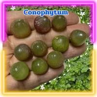 ราคา Conophytumพร้อมส่งโคโนไฟตัมเบอร์เกอร์รี่ โคโนไฟตัม (น้องเยลลี่) (49302162268)