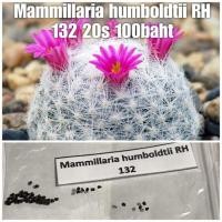 ราคา Mammillaria humboldtii RH 132 20เมล็ด 100บาท (2323280199)