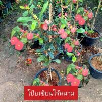 ราคา ต้นโป๊ยเซียนไร้หนาม โป๊ยเซียนดอกสีแดง ไม้ประดับ (57507635290)