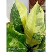 ราคา ❌ปิด❌ต้นเศรษฐีวินสันด่างสีทอง /ด่างฮาฟ/ด่างลายหินอ่อน/ด่างทุกใบ/ด่างชัดเจน/ไม่ต้องลุ้นด่างไซร์ยักไซร์แม่พันธ์มีดอกแล้ว (11216243350)