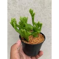 ราคา ยูโฟเบียหนวดปลาหมึก ยูโฟเบียป๊อกกี้ คริส (Euphorbia alluaudii Cristata) (21785177305)