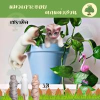 ราคา แมวเกาะเซรามิค แมวเกาะกระถาง แมวเกาะโอ่ง ชุด3ตัว ตกแต่งสวน อ่างปลาน สวน ร้าน Aomam.gerden (28557899982)