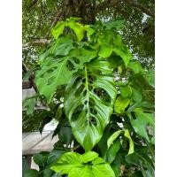 ราคา Monstera Acacoyaguensis มอนสเตอร่าสายสะสม ไม้หายาก ไม้ฟอกอากาศ ไม้ชำรากแล้ว แข็งแรง ใบใหญ่ ไม้ประดับ อาคาโคยา (19490007664)