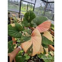 ราคา บุษชมพู บุษราคัมชมพู สเน่ห์จันทน์บุษราคัมชมพู (42150956409)