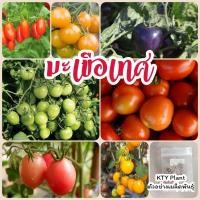 ราคา มะเขือเทศ​ 10​เมล็ด​ มะเขือเทศลูกท้อ​ มะเขือเทศสีดา​ มะเขือเทศเชอรี่ มะเขือเทศแคระ ผักสวนครัว (23385205237)