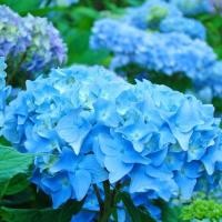ราคา 20 เมล็ด ไฮเดรนเจีย Hydrangea Seeds สีฟ้า ไฮเดรนเยีย สายพันธุ์ฝรั่งเศส (5993924796)