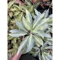 ราคา ต้นสิริกาญจนา ไม้มงคล ตระกูล อโกลนีมา Aglaonema chinese evergreen กระถาง6-8นิ้ว สีเขียวสดใส ฟอร์มสวย เลี้ยงง่าย มาใหม่ (20984999229)
