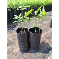 ราคา ต้นผักหวานป่าสีทองยอดเหลือง(เพาะเมล็ด)ชุด 2ต้น 89บาทต้นผักหวาน 1-2ต้นพร้อมพี่เลี้ยงลำใย 1ต้น ต้นพร้อมปลูก (24654684831)