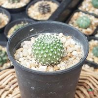 ราคา ซัลโครีบูเทีย Sulcorebutia arenacea กระบองเพชร แคคตัส (11809580507)