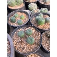 ราคา โลโฟ Lophophora "koehresii ไม้เมล็ด กระบองเพชร (9753720852)