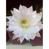 ราคา กระบองเพชร แคคตัส (Cactus) อิชิอ๊อป (Echinopsis) Light Pink flower (4546010825)