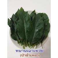 ราคา หนานเฉาเหว่ย ป่าช้าเหงา ป่าเฮ่วหมอง ใบสดปลอดสารพิษ เก็บส่งทันทีตามออเดอร์ แพ็ค100กรัม มีประมาณ 50ใบ (22889516989)