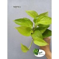 ราคา พลูทอง, พลูสีทอง หรือ พลูราชินีสีทอง (Golden pothos) ไม้มงคล ตระกูลพลูด่าง (11892478267)