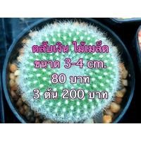 ราคา แคคตัสตลับเงิน พาโรเดีย (Parodia Haselbergii) (8355313543)