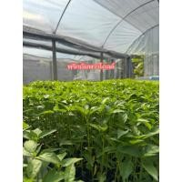 ราคา ️ ต้นกล้าพริกอัมพวาโกลด์ 1 ถาด (105 ต้น) พร้อมปลูก ️ (49956243365)