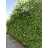 ราคา ไทรเกาหลีตอน​สำหรับ​ทำรั้ว (19245117735)