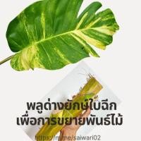 ราคา พลูด่าง, พลูยักษ์, ต้นพลูด่าง, ใบฉีก (57206623506)