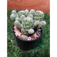 ราคา แมมตุ๊กตาญี่ปุ่น Mammillaria gracilisขนาด6cm. (2979594974)