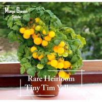 ราคา *หายากมาก* เมล็ดมะเขือเทศเหลือง Tiny Tim สืบทอด - 30 เมล็ด *เหมาะสำหรับกระถาง* กระถางต้นไม้, เมล็ดมะเขือเทศ Benih Tomato (40309870145)