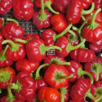 ราคา Pumpkin pepper พริกฟักทอง ผลสด1ผล (24094040481)