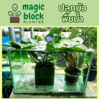ราคา Magicblock ก้อนเพาะปลูกต้นไม้น้ำ/ปลูกพืชน้ำ (11849544040)