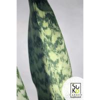 ราคา ต้นลิ้นมังกร/ลิ้นนาคราช (Dracaena trifasciata) ไม้ประดับ ในถุงดำ ต้นไม้ฟอกอากาศ (11823452481)