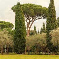 ราคา สนเมดิเตอเรเนียน ไซเปรส Cupressus sempervirens Mediterranean cypress 10 เมล็ด (7094638745)