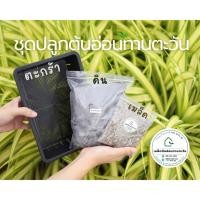 ราคา ชุดปลูกต้นอ่อนทานตะวัน เมล็ดต้นอ่อนทานตะวัน ต้นอ่อนทานตะวัน เมล็ดพันธุ์ผัก ไร่จำรัส กรีนฟาร์มสุข (24630135813)