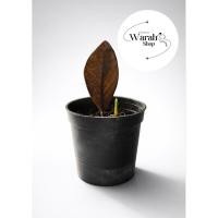 ราคา ZZZ Plant สายหายาก Zamioculcas zamiifolia ‘Black - Orange Variegated’ กวักมรกตด่าง กวักมรกตดำส้ม กวักมรกตดำด่างส้ม✨ (57108293093)