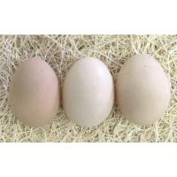 ราคา ไข่เชื้อไก่ซัสเซค สำหรับฟักในตู้ฟัก แพ็คละ 3ใบ (29331744963)