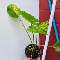 ราคา บอนหูช้างด่างเหลือง บอนด่างเหลือง ไม้ด่าง ไม้แดด ไม้ใบสวย (3844650089)