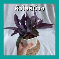 ราคา ต้นหัวใจสีม่วง หัวใจราหู ออกดอกสีชมพู พร้อมกระถาง4นิ้วและ6นิ้ว (10835956459)