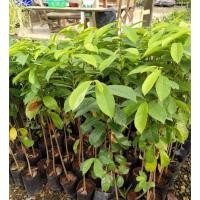 ราคา ต้นสมุนไพรทุเรียนเทศ มะทุเรียน หมากเขียบหลด ทุเรียนแขก​ ทุเรียนน้ำ​ ไม้หายาก​ สูง​60-70ซม. (13987261525)