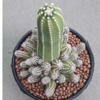 ราคา Cake Cactus Farm : กระบองเพชร Echinopsis ลูกดก ขนาด 8.5 cm (2039080581)