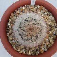 ราคา Cake Cactus Farm กระบองเพชร Mammillaria pennispinosa แมมเพนนิสไปโนซา (3147445710)
