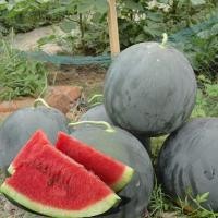 ราคา Watermelon Seeds for Planting เมล็ดพันธุ์ แตงโมความงามสีดำ 10 เมล็ด หวานฉ่ำน้ำ ปลูกง่าย (49903007693)