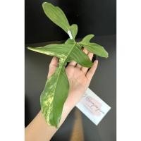 ราคา ก้ามกุ้งด่างฟิโลเดรนตรอน (14655384430)