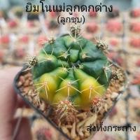 ราคา ยิมโนแม่ลูกดกด่าง(ลูกชุบ)ส่งทั้งกระถาง (18795221609)