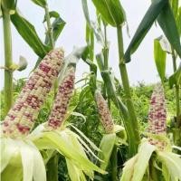ราคา 10เมล็ด/ซอง ข้าวโพด ทูโทน เมล็ดพันธุ์ เมล็ดพันธุ์ข้าวโพด Sweet Glutinous Bi-Color Corn Seeds Organic Waxy Corn Seeds (43276751474)